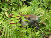 Red Colobus