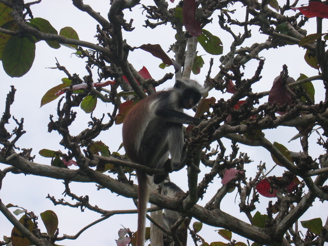 Red Colobus