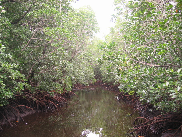 Mangrove Forest