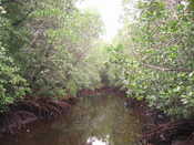 Mangrove Forest