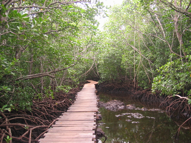 Mangrove Forest