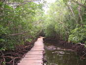 Mangrove Forest