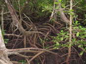 Mangrove Roots