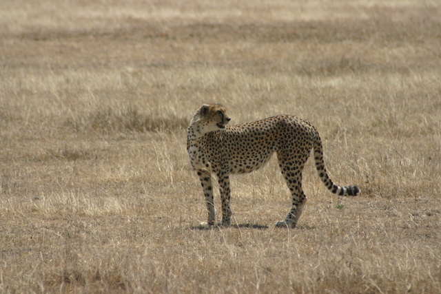 Cheetah