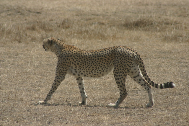 Cheetah