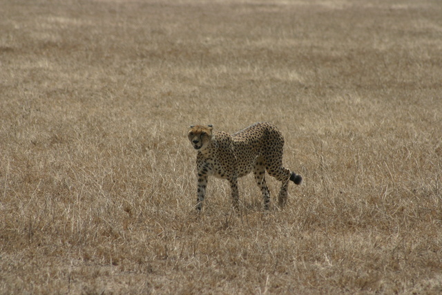 Cheetah