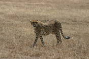 Highlight for Album: Ngorongoro Crater, TZ