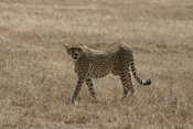 Cheetah