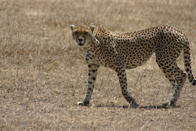 Cheetah