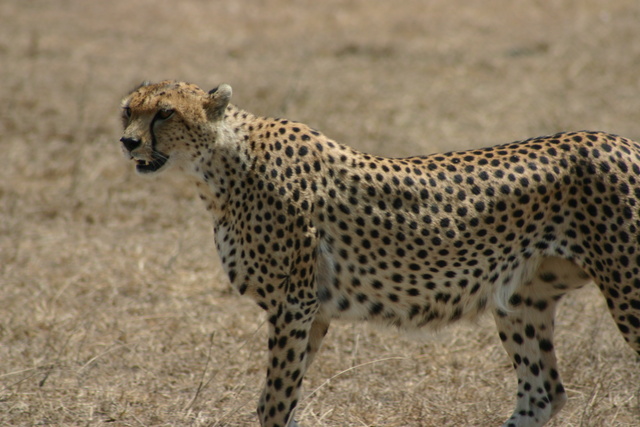 Cheetah