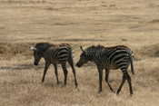 Baby Zebras