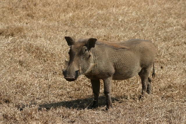 Warthog