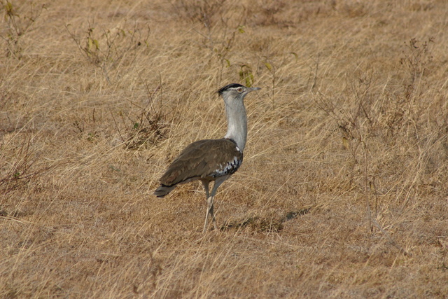 Kori Bustard