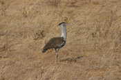 Kori Bustard