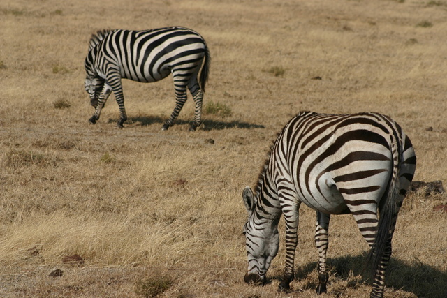 Zebras