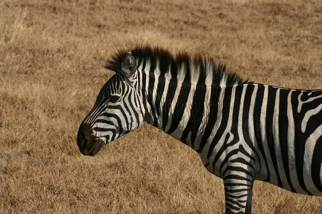 Zebra