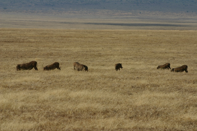 Kneeling Warthogs