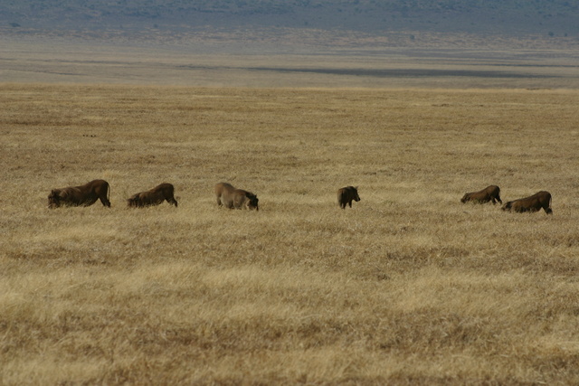 Kneeling Warthogs