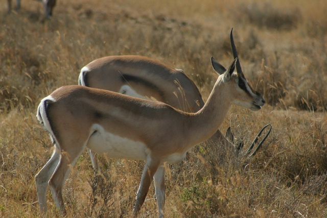 Grant Gazelles