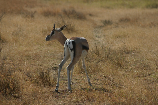 Grant Gazelle