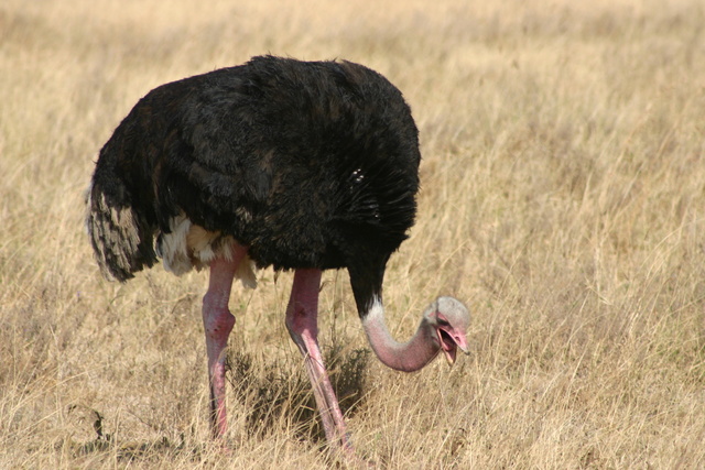 Male Ostrich