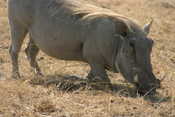 Warthog