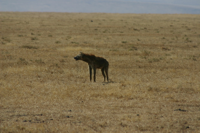 Spotted Hyena