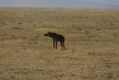 Spotted Hyena