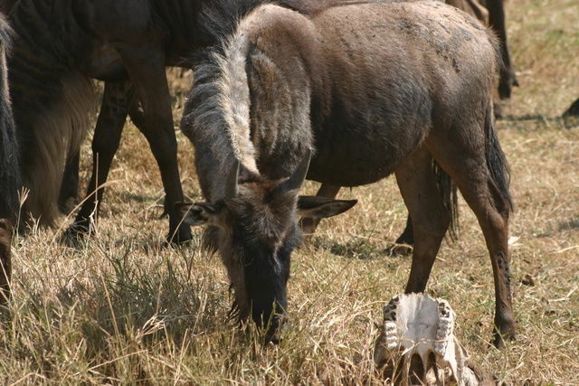 Wildebeest & Bones