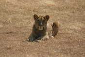 Young Male Lion