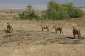 Lions Checking Out the Water Hole