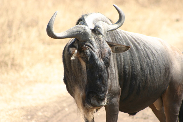 Wildebeest