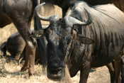 Wildebeests