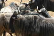 Wildebeests