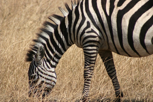 Zebra