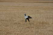 Secretary Bird