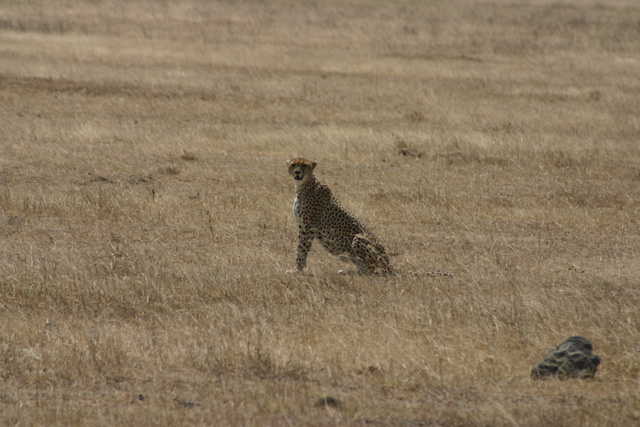 Cheetah