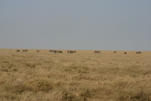Herd of Ostriches