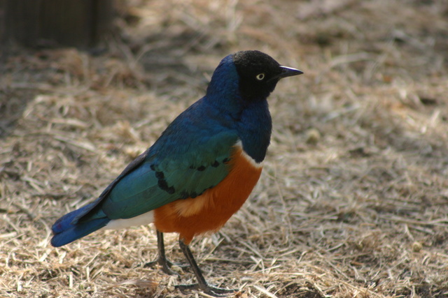 Superb Starling