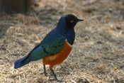 Superb Starling