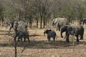 Herd of Elephants