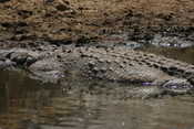 Crocodile