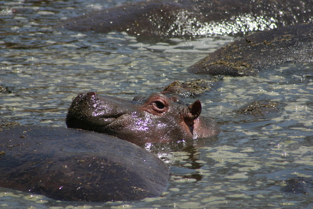 Hippo