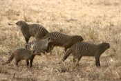 Striped Mongooses