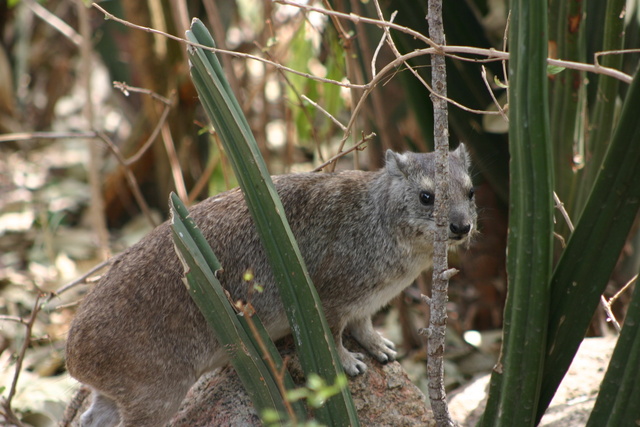 Hyrax