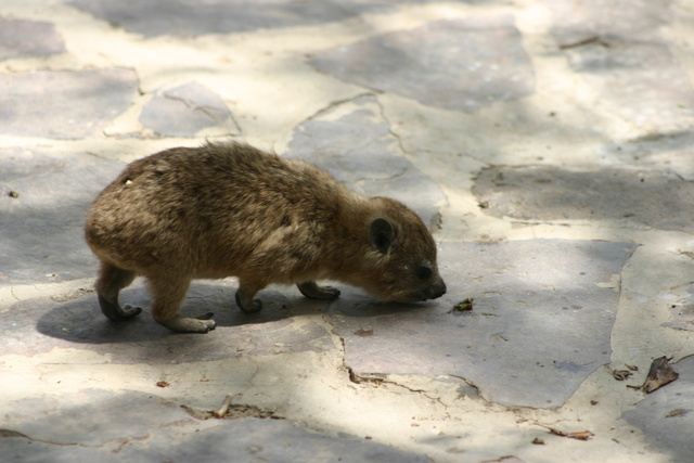 Baby Hyrax