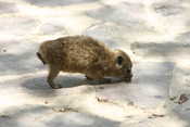 Baby Hyrax