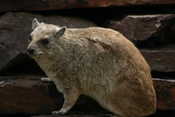 Fattie Hyrax