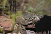 Kissing Hyraxes