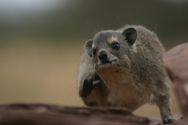 Scratching Hyrax